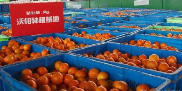 阿里豐收節(jié)率先落地云南 ,將賣(mài)空60種云南農(nóng)貨